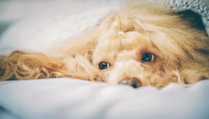 Poodle dog is lying and slepping under the blanket in bed, having a siesta.