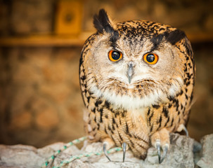 owl