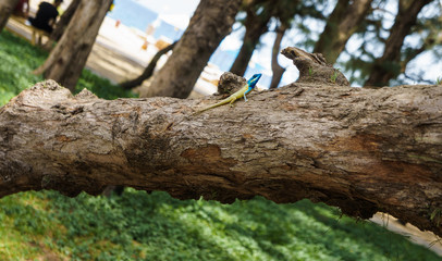 Blue-crested lizard on a tree looking away