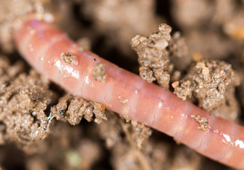 red worm in the ground. macro