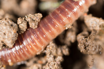 red worm in the ground. macro