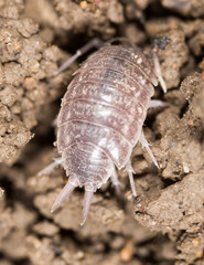 beetle wood louse in the ground. macro