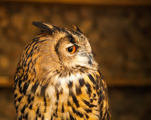 owl