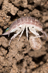 beetle wood louse in the ground. macro