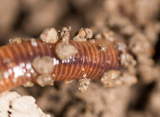 red worm in the ground. macro