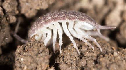 beetle wood louse in the ground. macro