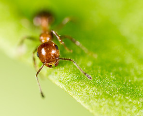 ant in nature. macro