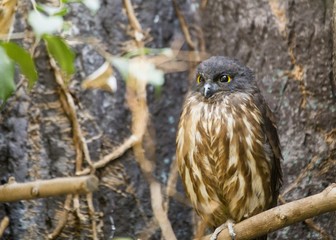 Brown Hawk-owl (Ninox scutulata)