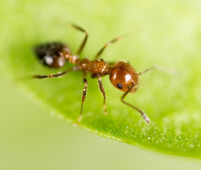 ant in nature. macro