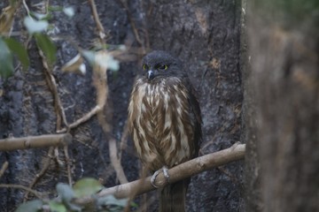 Brown Hawk-owl (Ninox scutulata)