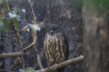 Brown Hawk-owl (Ninox scutulata)