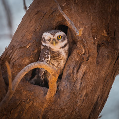 The jungle owlet