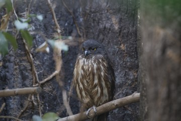 Brown Hawk-owl (Ninox scutulata)