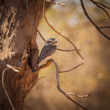 The Jungle Owlet