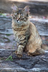 Chat