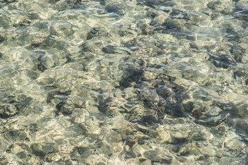 top view of coral reef. coral reef in the red sea texture