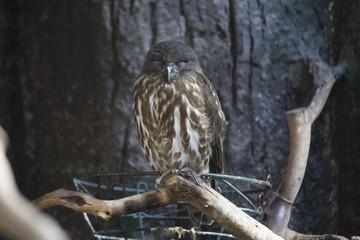 Brown Hawk-owl (Ninox scutulata)