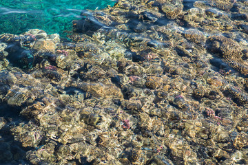 top view of coral reef. coral reef in the red sea texture