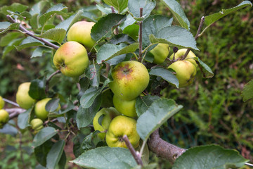 Pommier