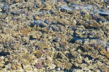 top view of coral reef. coral reef in the red sea texture