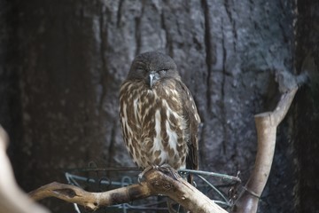 Brown Hawk-owl (Ninox scutulata)