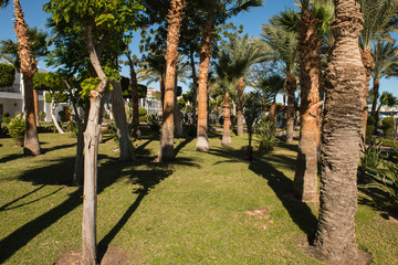 palm trees in the park. walk in the Park among the palm trees. 