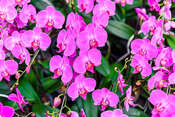 orchid flowers on the tree