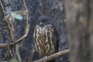 Brown Hawk-owl (Ninox scutulata)