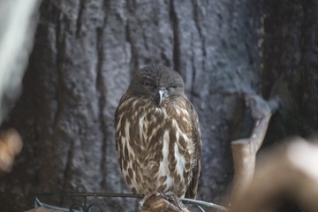 Brown Hawk-owl (Ninox scutulata)