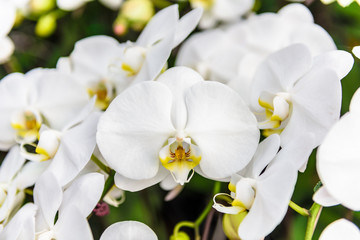 Fototapeta na wymiar White orchid flowers on the tree