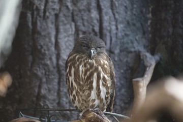 Brown Hawk-owl (Ninox scutulata)