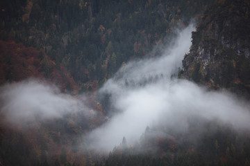 Milky fog over the forest