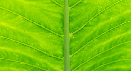 Big green leaf background.