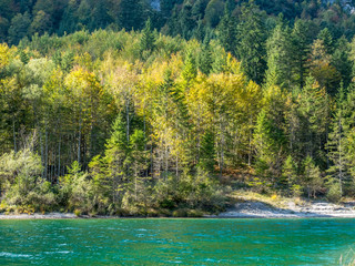 Green forest and clear lake view