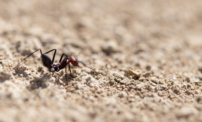 Ant on dry ground. macro