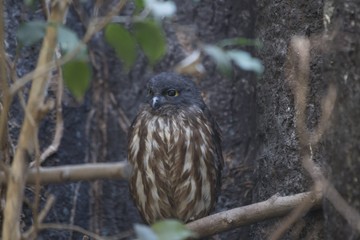 Brown Hawk-owl (Ninox scutulata)
