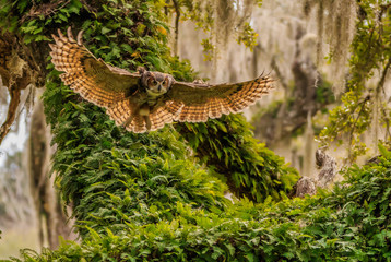 GREAT HORNED OWL
