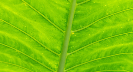 Big green leaf background.