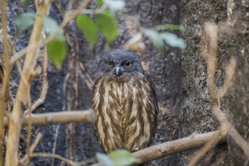 Brown Hawk-owl (Ninox scutulata)
