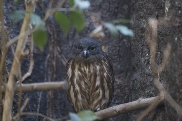 Brown Hawk-owl (Ninox scutulata)