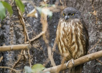 Brown Hawk-owl (Ninox scutulata)