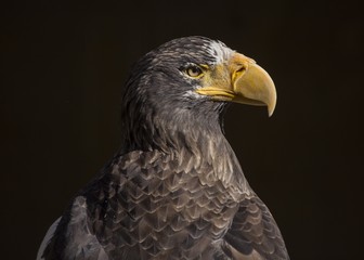 Steller's sea eagle (Haliaeetus pelagicus)