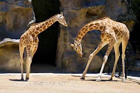 Giraffe Bowing. Two Giraffes one bowing to another at Taronga Park Zoo, Sydney, Australia.