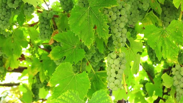 A bunch of grapes hanging thickly on the vine. Bunches of white grapes on a branch in the sunlight.