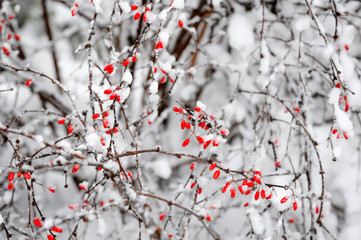 The Barberry bush with berries covered with snow