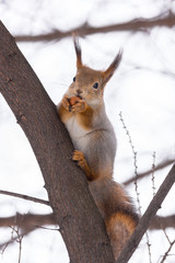  squirrel on a tree