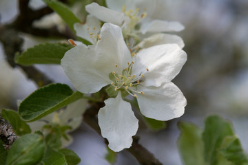 Obraz na płótnie Canvas apple flower