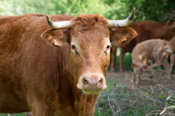 cattle