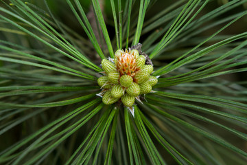 pine tree