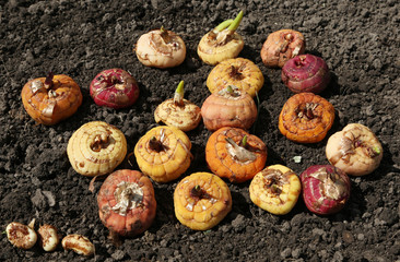 Сolored gladioli bulbs